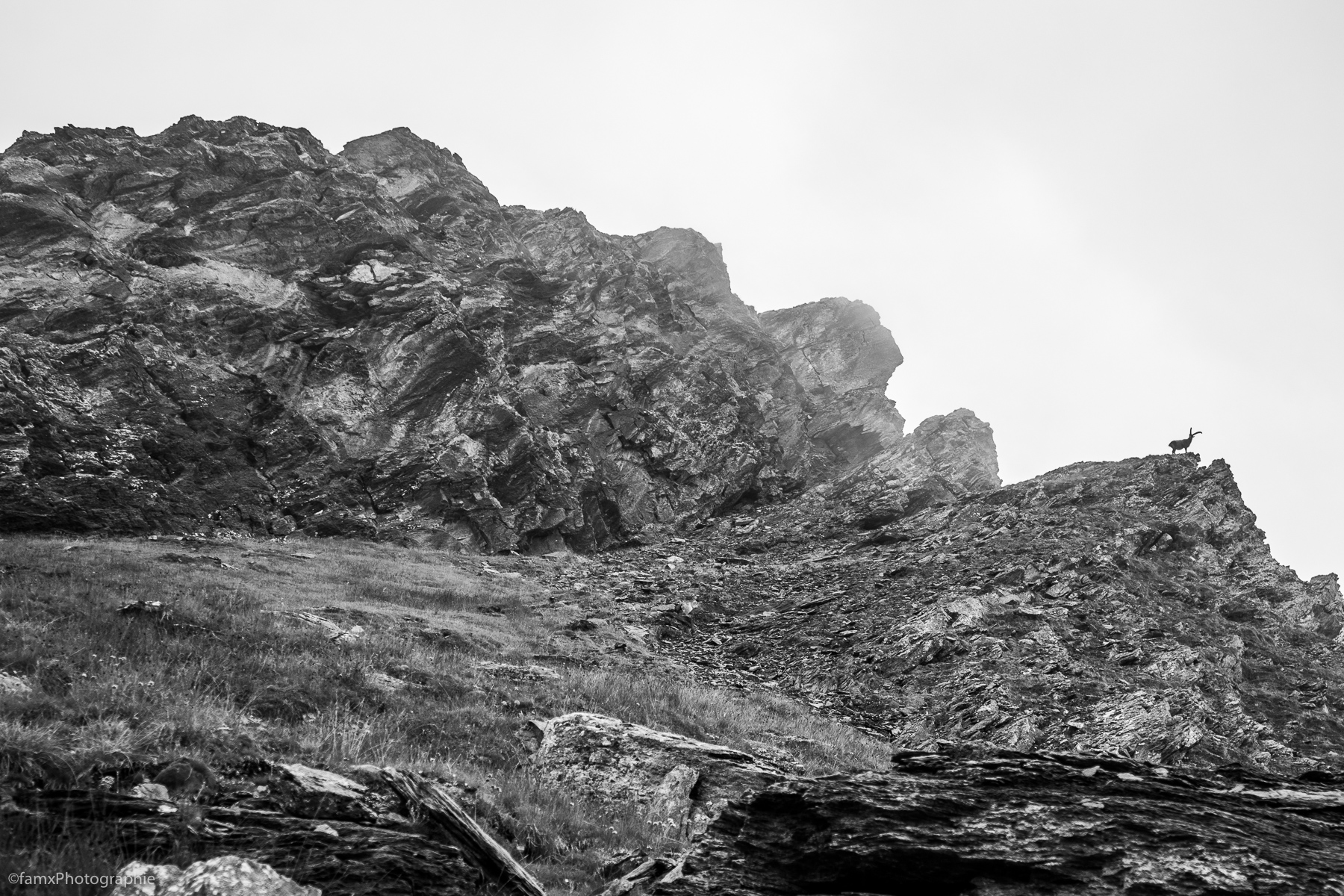 Bouquetin, France, Massif du Queyras, Noir & blanc (Famx7dII22_2378)