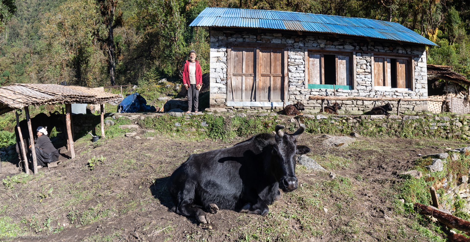 Népal, Personnage, Vache (Famx7dII22_3321-2)