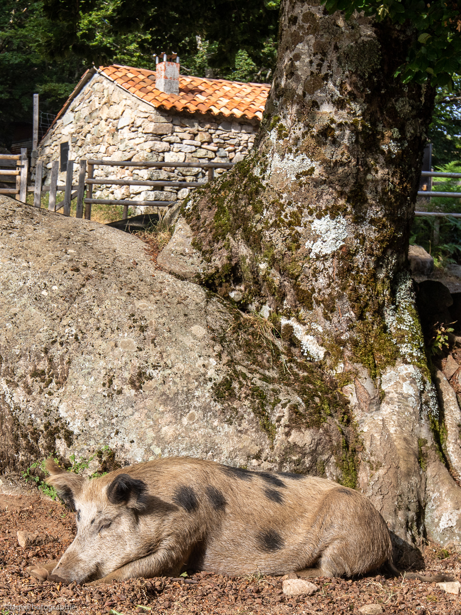 Cochon, Corse, France (Famx7dII23_7419)