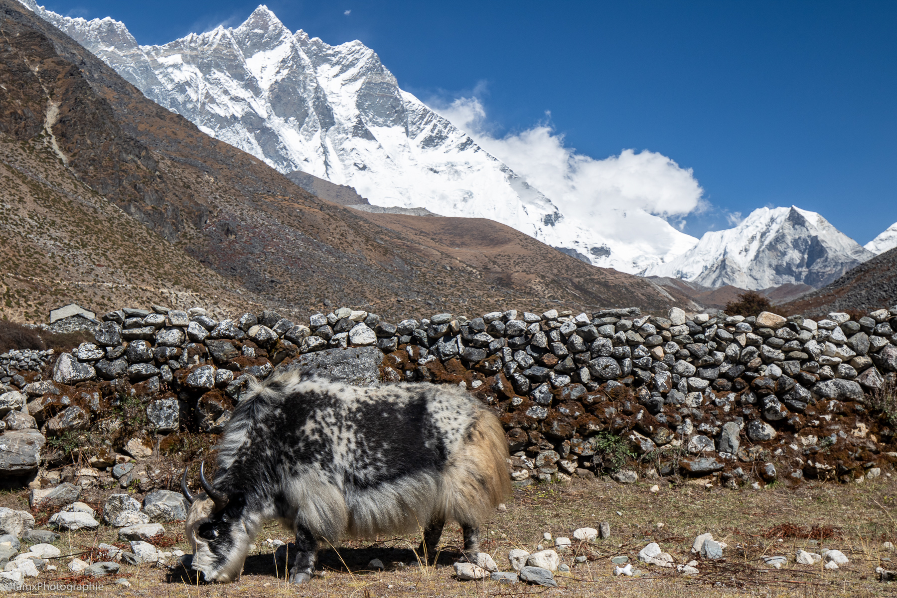 Népal, Yak (Famx7dII23_9523)
