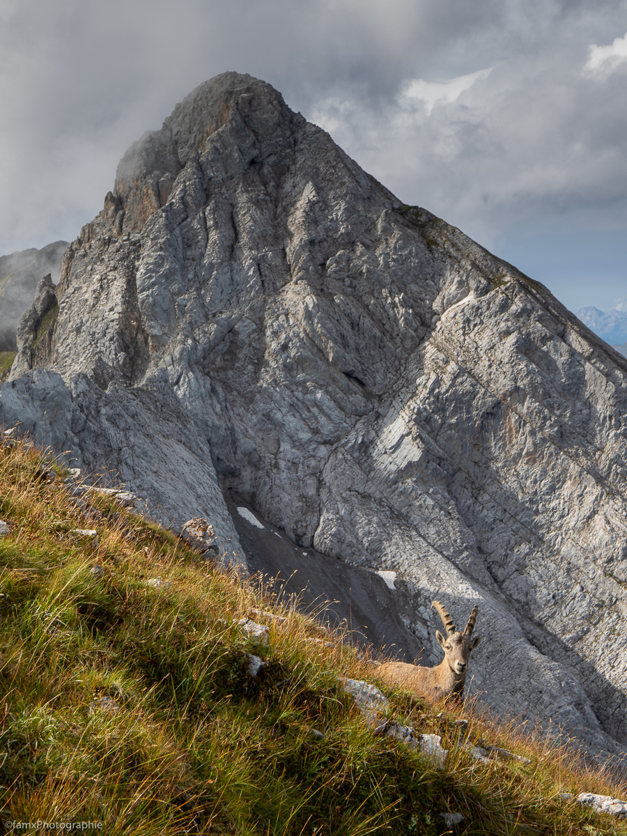 Bouquetin, France, Massif des Aravis (Famx7DdII24_4107)