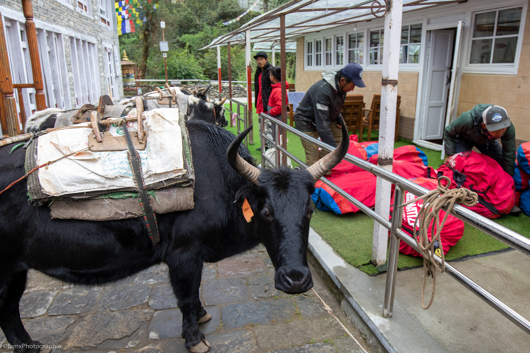 Népal, Vache (Famx7DdII24_4611)