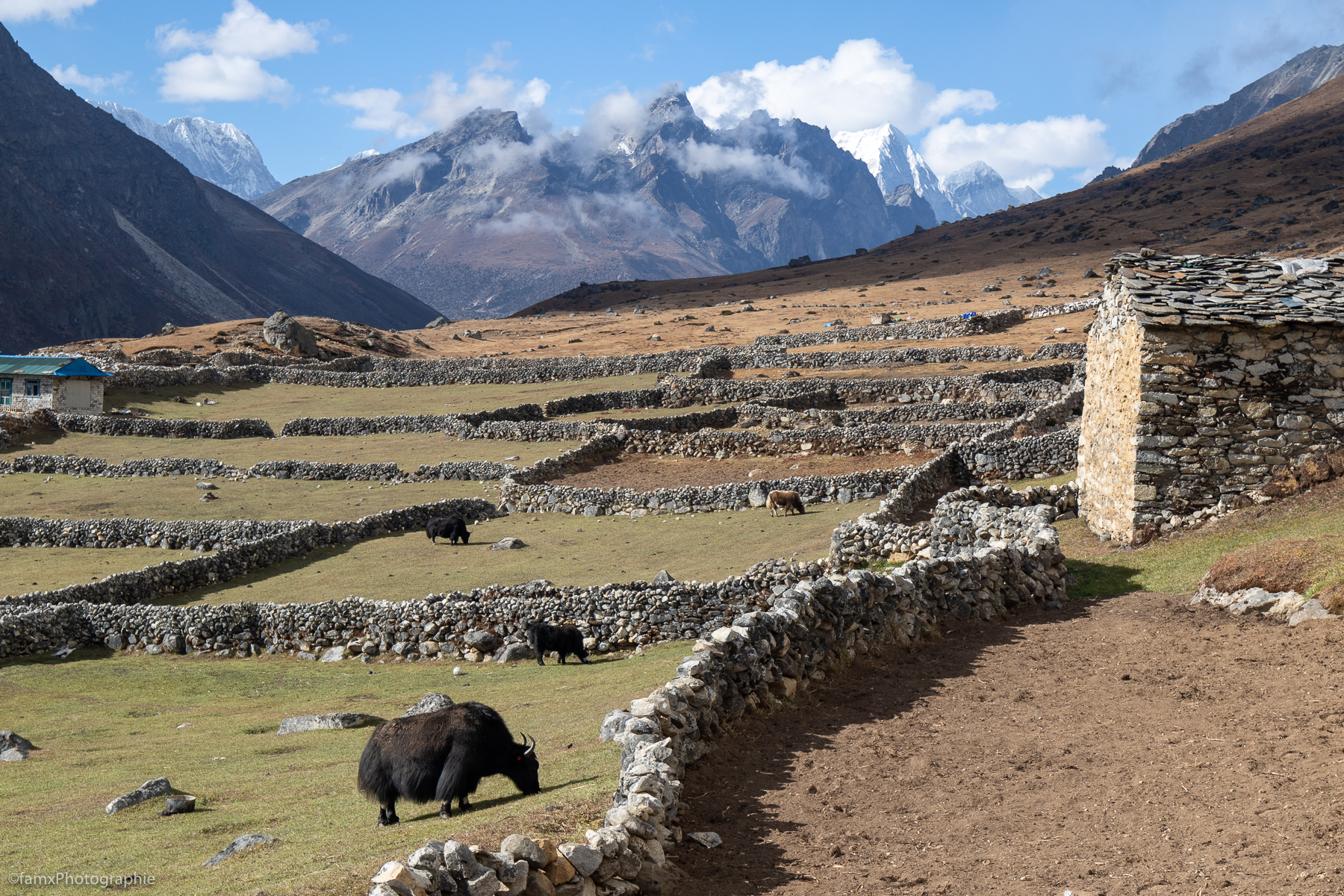 Népal, Yak (Famx7DdII24_4859)