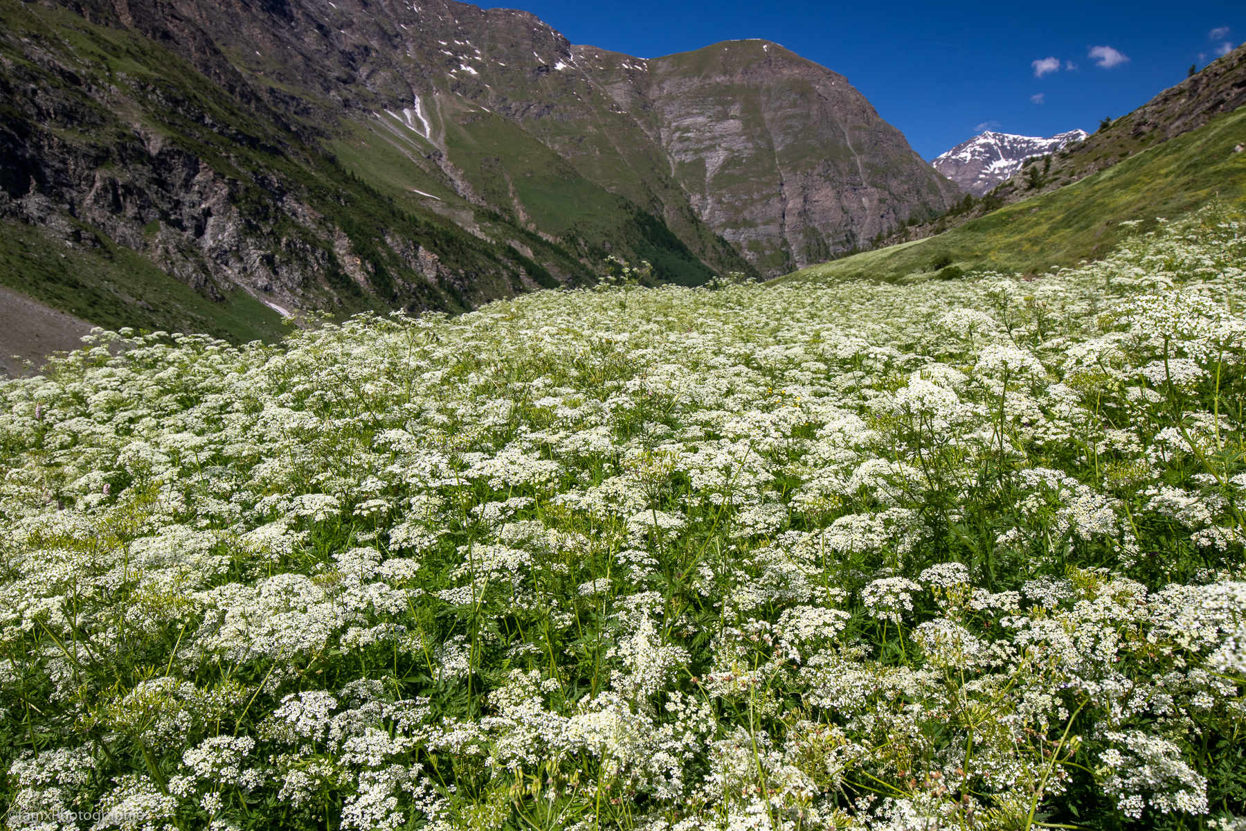 France, Massif de la Haute Maurienne (Famx7DdII25_7686)